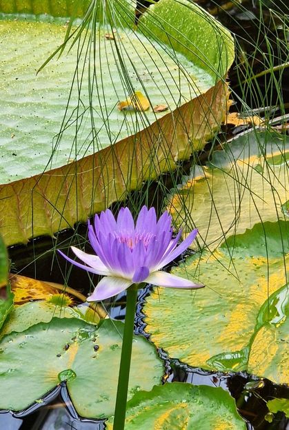  - 2025 Gradina botanica din Potsdam