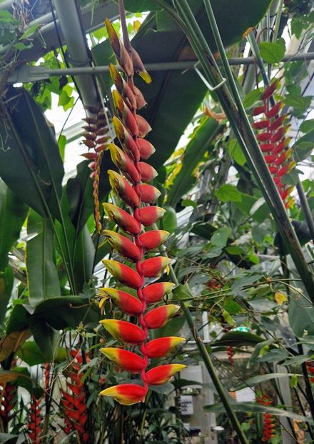  - 2025 Gradina botanica din Potsdam