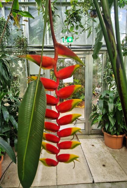  - 2025 Gradina botanica din Potsdam