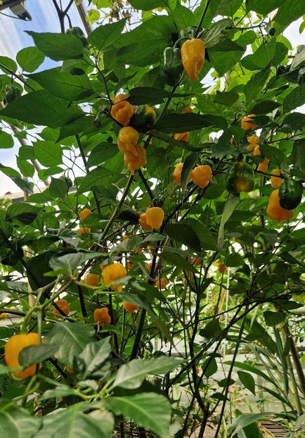  - 2025 Gradina botanica din Potsdam