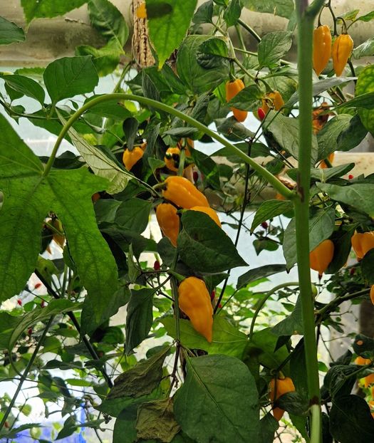  - 2025 Gradina botanica din Potsdam