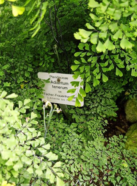  - 2025 Gradina botanica din Potsdam