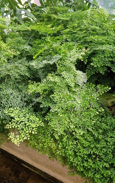  - 2025 Gradina botanica din Potsdam