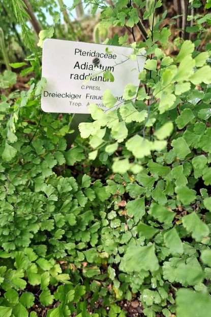  - 2025 Gradina botanica din Potsdam