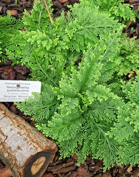  - 2025 Gradina botanica din Potsdam