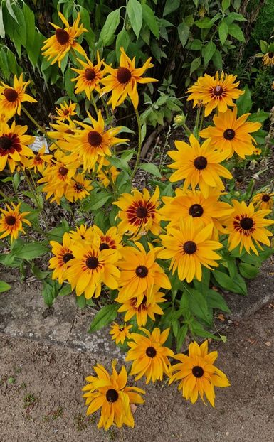  - 2025 Gradina botanica din Potsdam