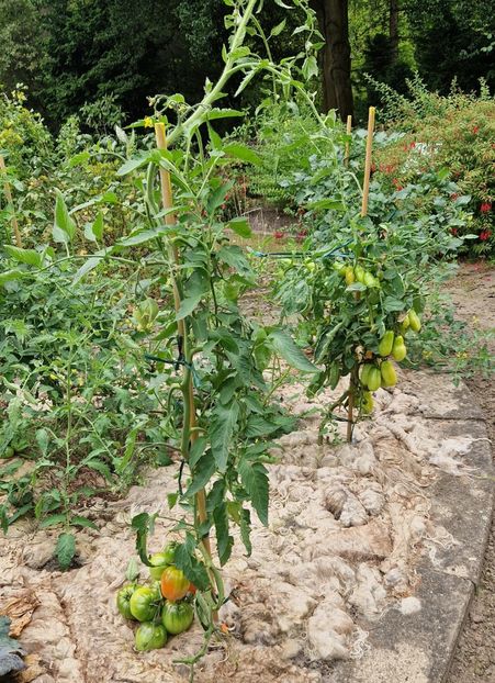  - 2025 Gradina botanica din Potsdam