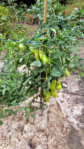  - 2025 Gradina botanica din Potsdam