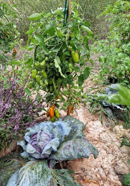  - 2025 Gradina botanica din Potsdam