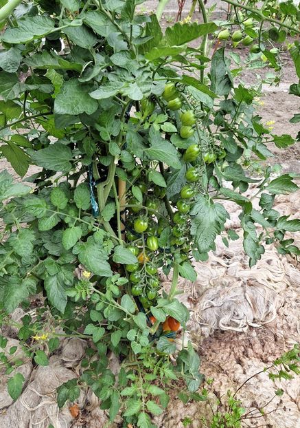  - 2025 Gradina botanica din Potsdam