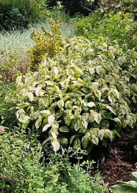  - 2025 Gradina botanica din Potsdam