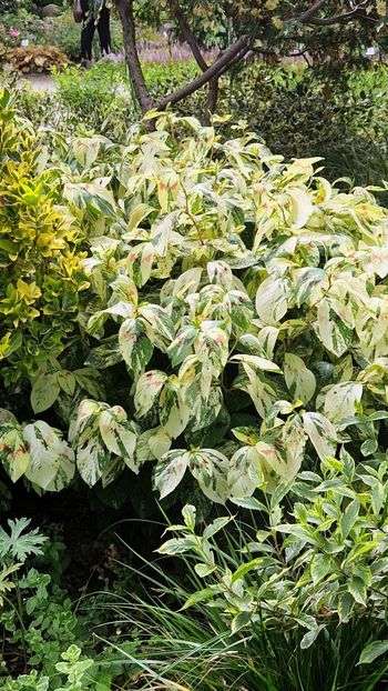  - 2025 Gradina botanica din Potsdam