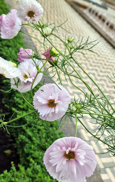  - 2025 Garten der welt - Berlin