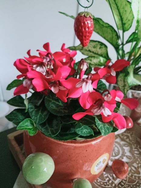  - Plante verzi de apartament