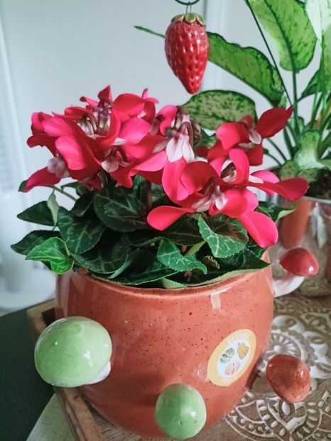  - Plante verzi de apartament