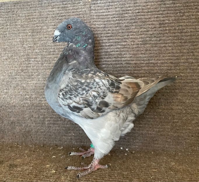 RO 25 - 8390 - Pui 2025