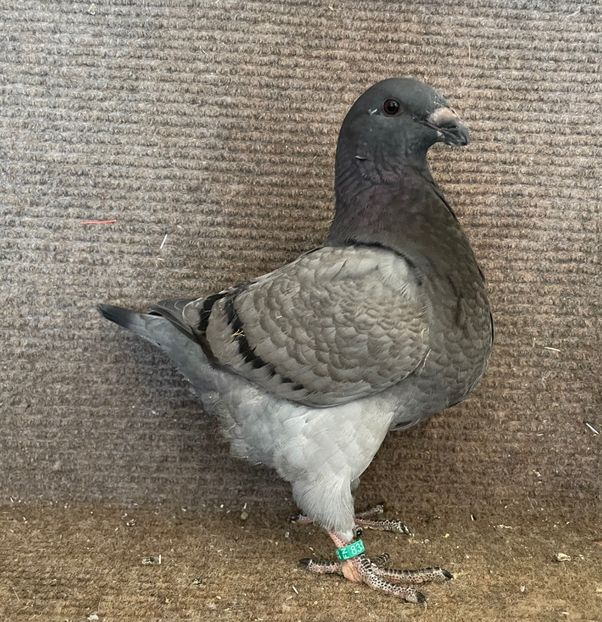 RO  25 - 8313 - Pui 2025