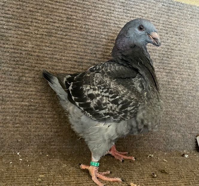 RO 25 - 8317 - Pui 2025