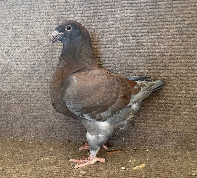 RO 25 - 8314 - Pui 2025