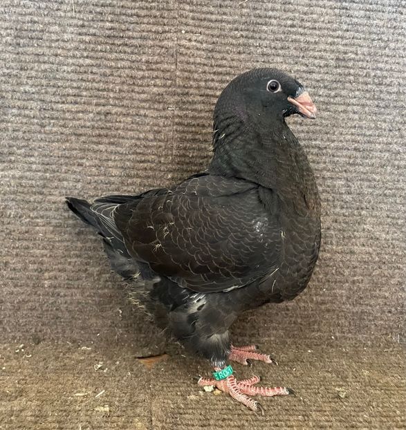 RO 25 - 8315 - Pui 2025