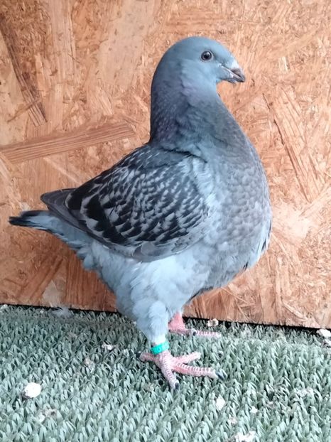 IMG20250831161057 - TINERET AGH 2025