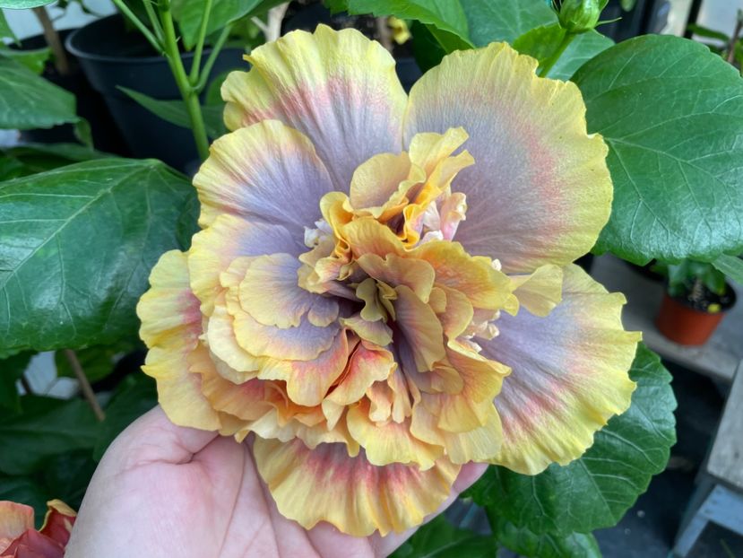  - Wind Rosa Feng Xiajunr