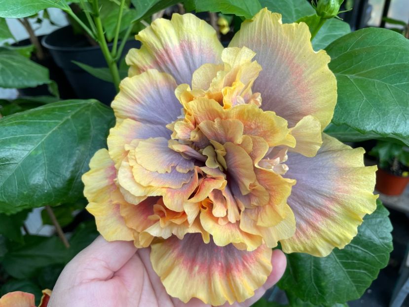  - Wind Rosa Feng Xiajunr