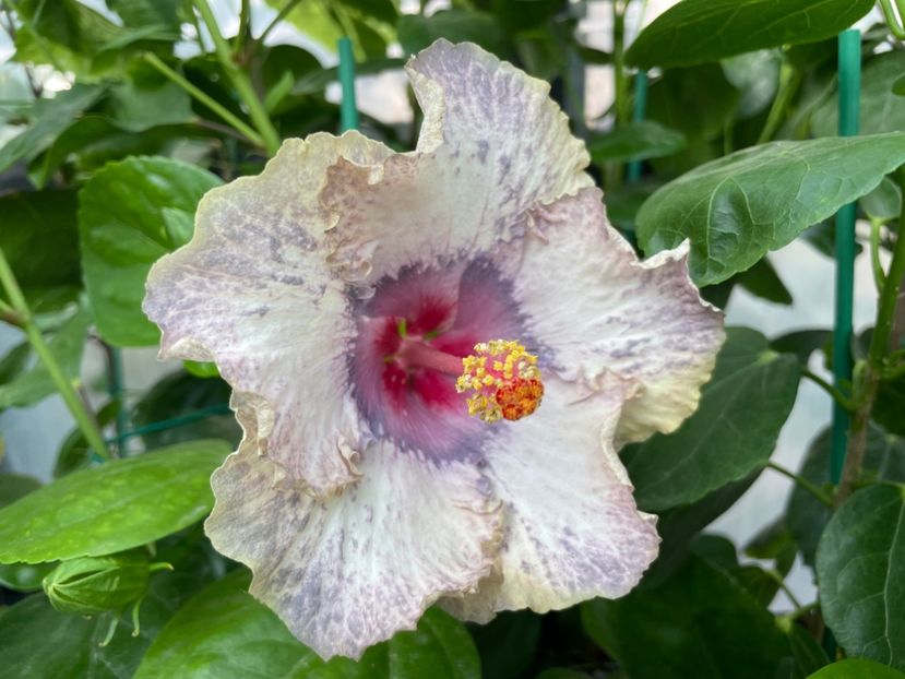  - 0006 - Hibiscusi 2025 - 2