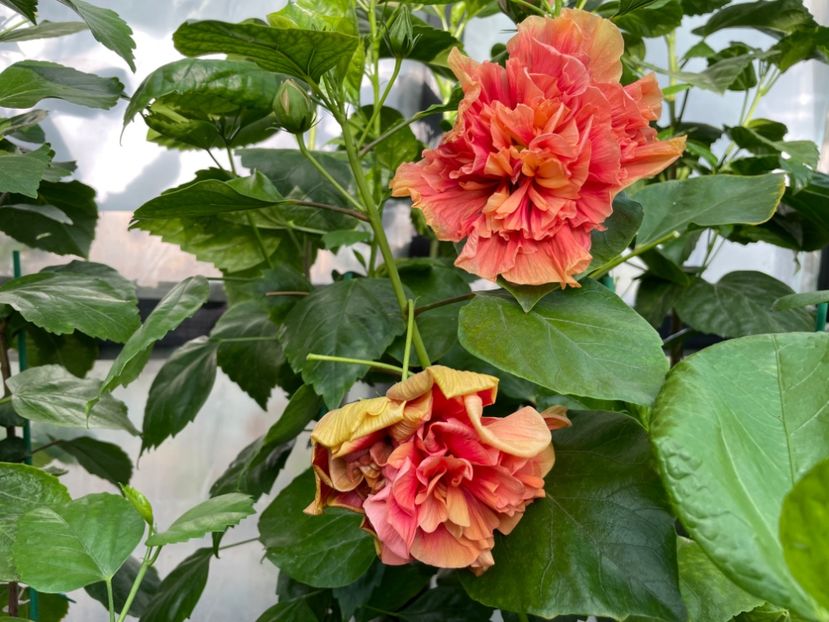  - 0006 - Hibiscusi 2025 - 2