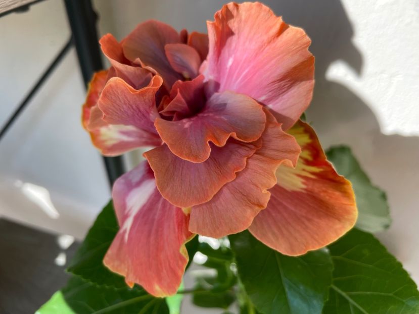  - 0006 - Hibiscusi 2025 - 2