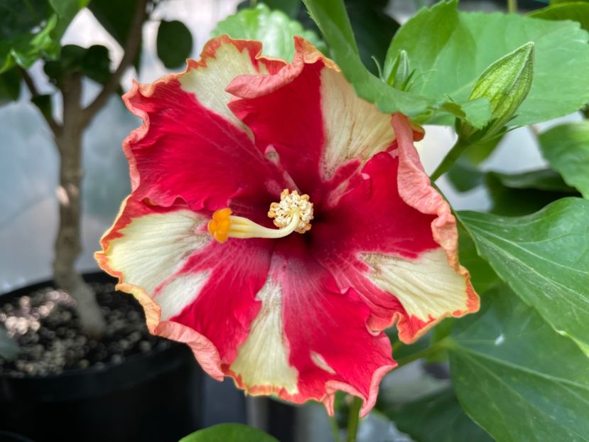  - 0006 - Hibiscusi 2025 - 2