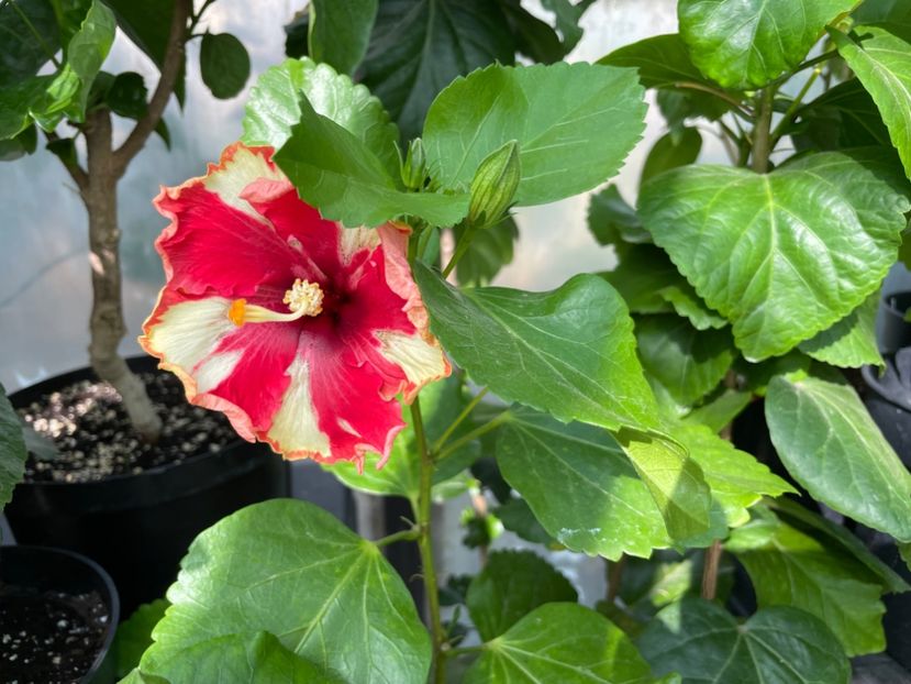  - 0006 - Hibiscusi 2025 - 2