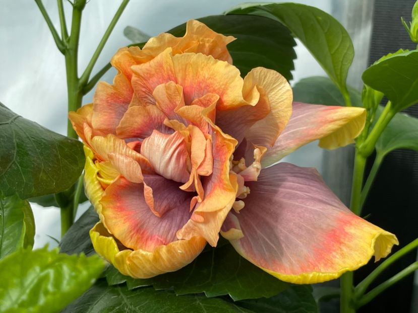  - 0006 - Hibiscusi 2025 - 2