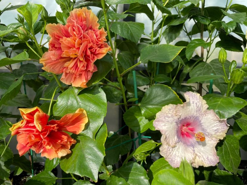  - 0006 - Hibiscusi 2025 - 2