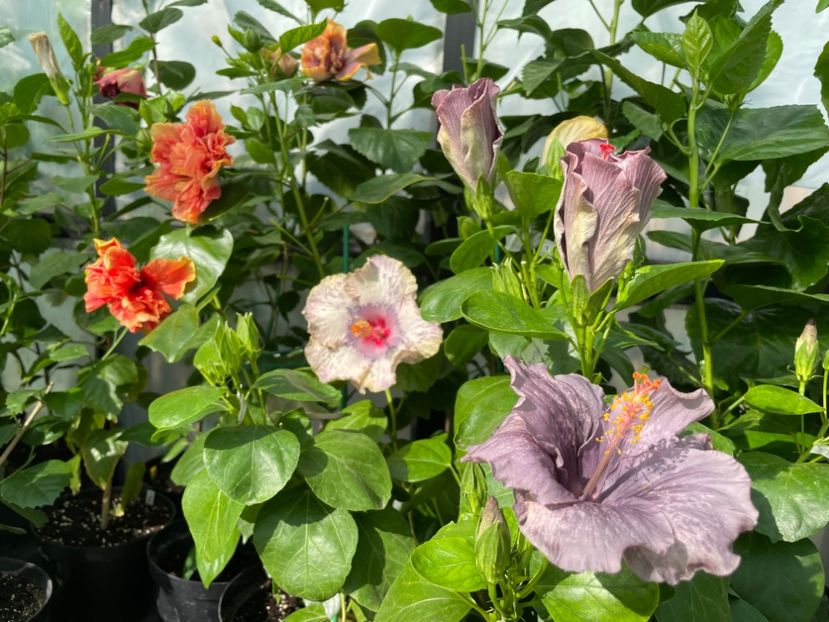  - 0006 - Hibiscusi 2025 - 2