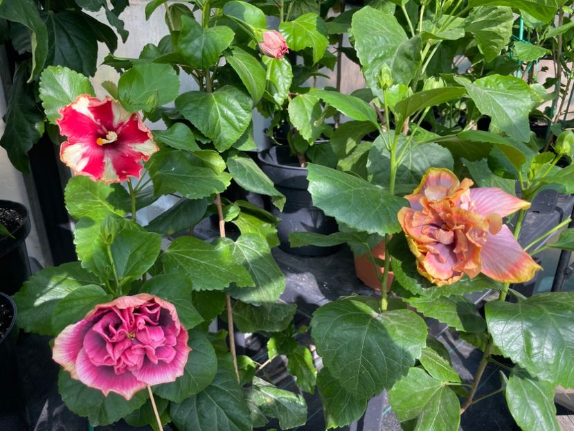  - 0006 - Hibiscusi 2025 - 2