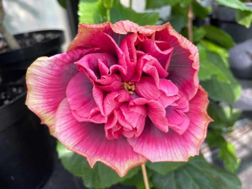  - 0006 - Hibiscusi 2025 - 2