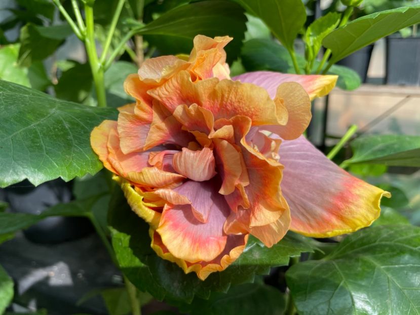  - 0006 - Hibiscusi 2025 - 2