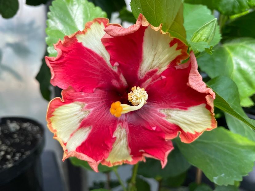  - 0006 - Hibiscusi 2025 - 2