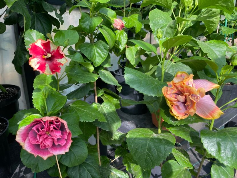  - 0006 - Hibiscusi 2025 - 2