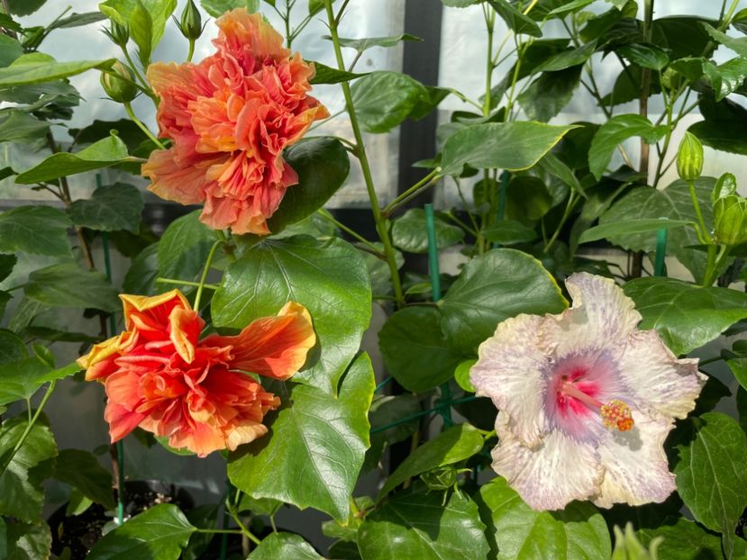  - 0006 - Hibiscusi 2025 - 2