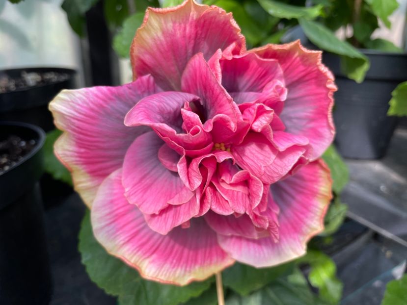  - 0006 - Hibiscusi 2025 - 2