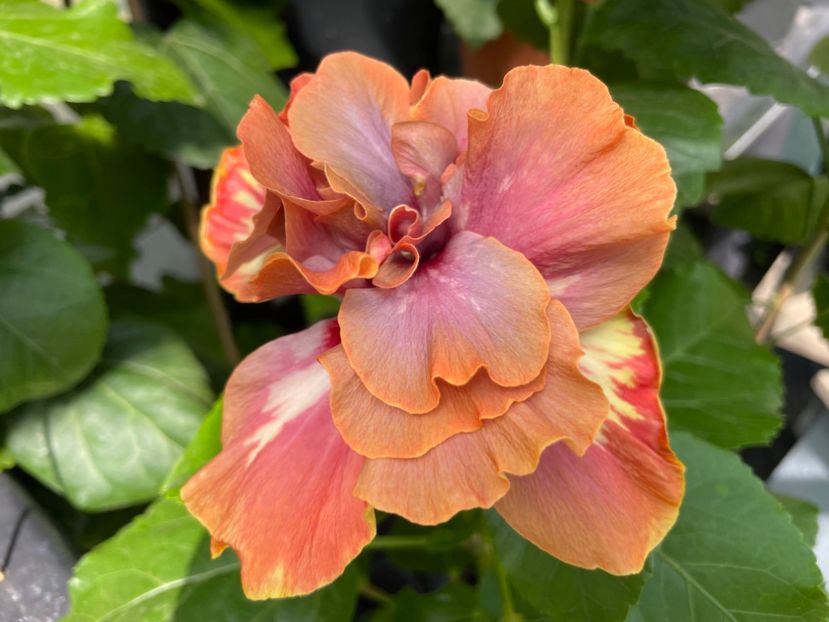  - 0006 - Hibiscusi 2025 - 2