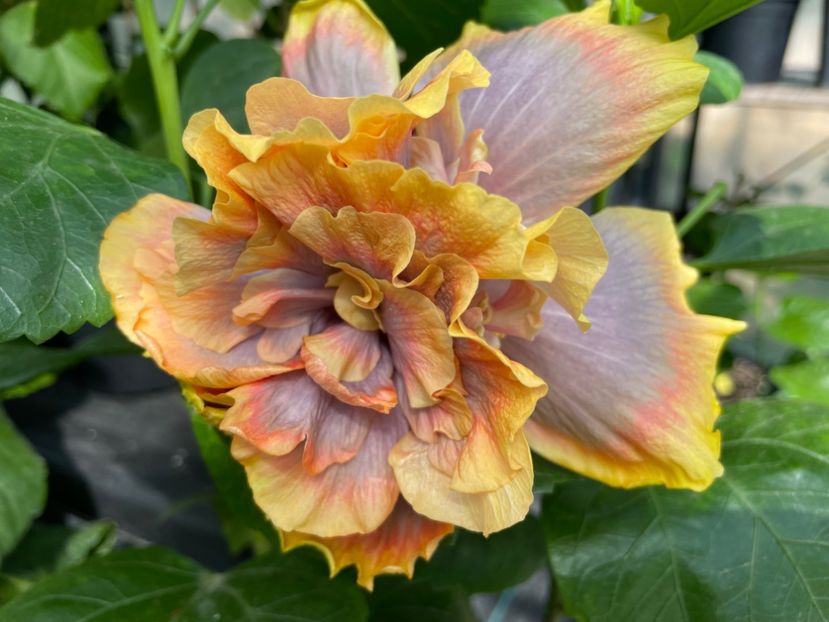  - 0006 - Hibiscusi 2025 - 2