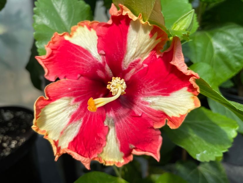  - 0006 - Hibiscusi 2025 - 2