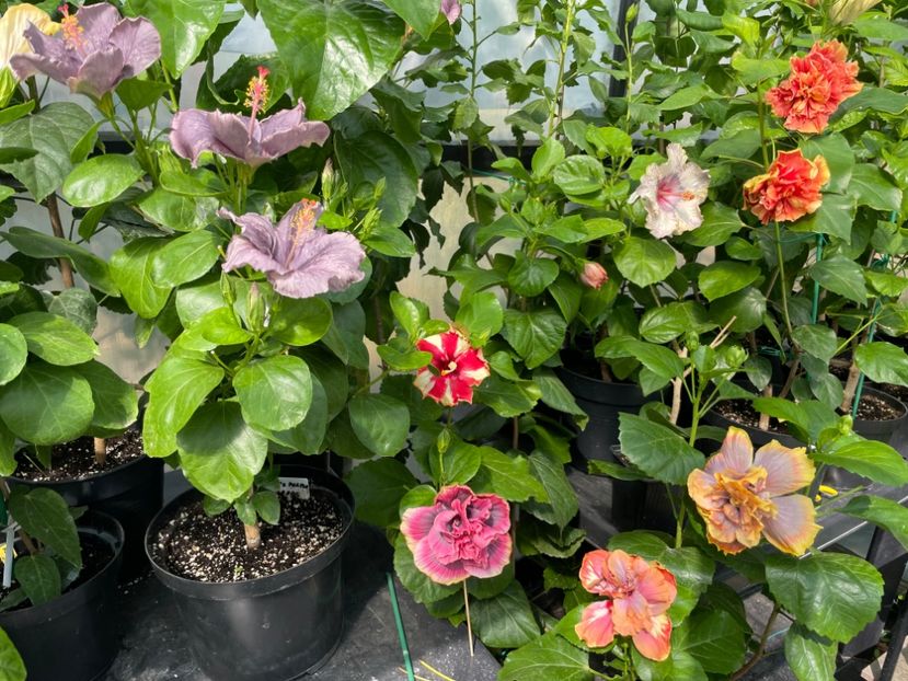  - 0006 - Hibiscusi 2025 - 2