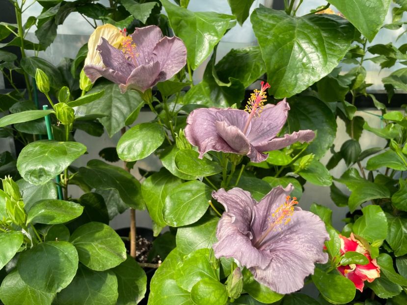  - 0006 - Hibiscusi 2025 - 2