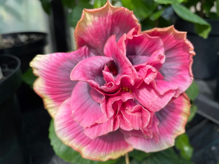  - 0006 - Hibiscusi 2025 - 2