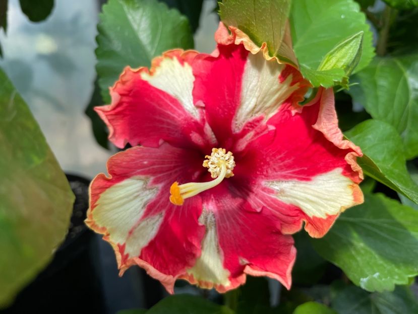  - 0006 - Hibiscusi 2025 - 2