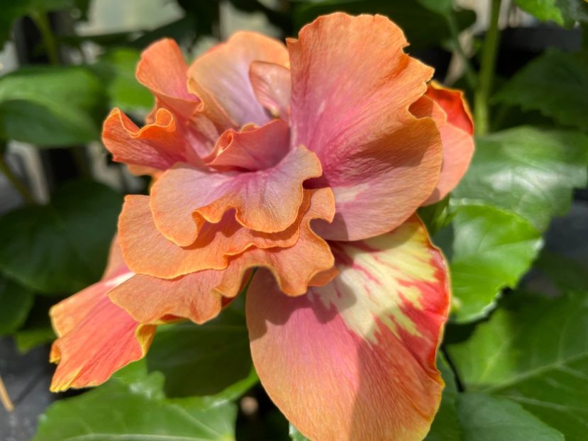  - 0006 - Hibiscusi 2025 - 2